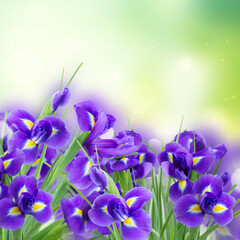 Fototapeta na wymiar fresh blue irises flowers on green bokeh background