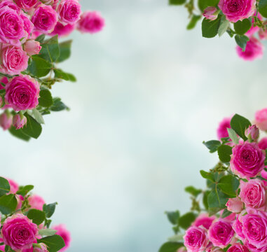 frame of pink roses brunches frame on blue bokeh background