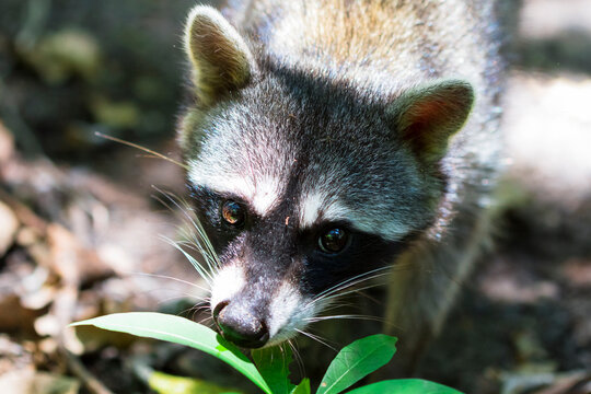 A raccoon (Procyon lotor) on the jungle floor in Cahuita National Park, Costa Rica.