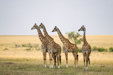 Naklejka na ściany i meble Several giraffes staring at danger in the savannah of Maasai Mara Park in Kenya