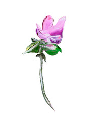 Hand painted modern style purple flower isolated on white background. Spring flower seasonal nature...