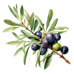 Oliven in Wasserfarben Stil, ideal für Speisekarten und Restaurants, italienisches Essen, mediterran