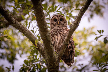 Barred Owl in Tree
