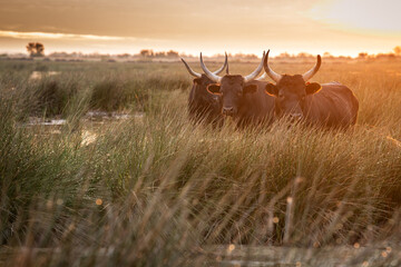 bulls in the Camargue area - 615931790