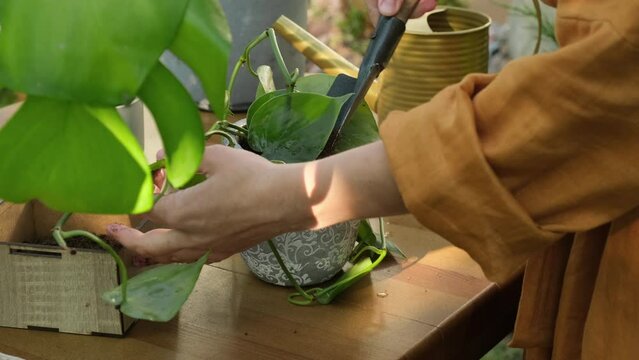 Replanting houseplant into new flowerpot in back yard garden. Re-potting plants.