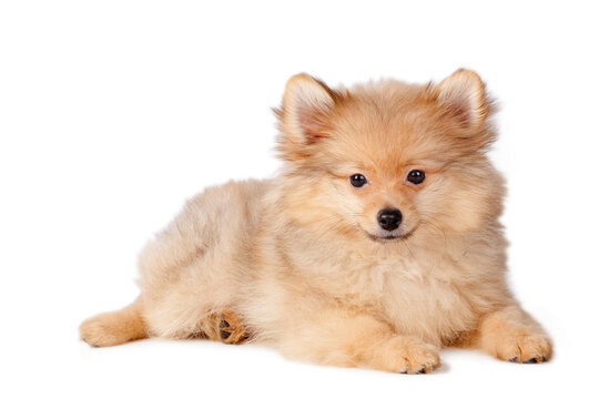 Puppy dog of Pomeranian breed on a white background.