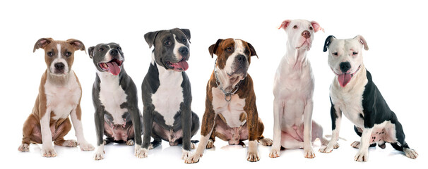 group of american staffordshire terrierw in front of white background