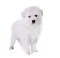 puppy White Swiss Shepherd Dog in front of white background
