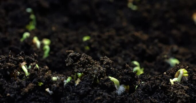 Germination of a sprout from the ground and the appearance of a plant in nature. Farming and growing vegetables and agriculture. High quality 4k footage