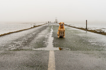 Pies siedzi na drodze w mglisty poranek. Droga na Holy Island podczas odpływu, pochmurny poranek. 