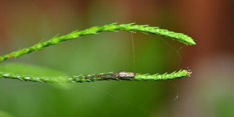 Przykład mimikry. Pająk kwadratnik (Tetragnatha sp.) ukryty na łodydze rośliny nad wodą