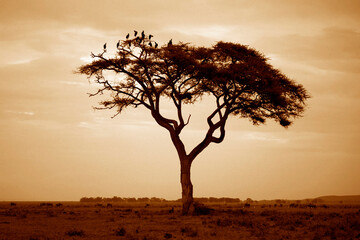 Tree in the African savannah. Amboseli national park in Kenya © Designpics