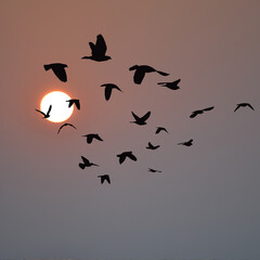 Flock of birds flying at sunrise