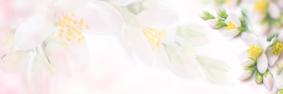 White and beige jasmine flower blooming panorama. Faded colors. Shallow depth soft focus. Toned image. Greeting card template background