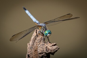 dragonfly on a branch