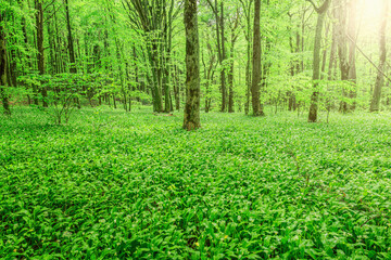 Fototapeta na wymiar White flowers of the ramsons or wild garlic in the deep forest.