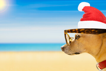 Fototapeta na wymiar chihuahua dog with santa claus dog at the beach and ocean wearing funny sunglasses and red hat on summer christmas vacation holidays