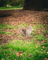 squirrel eating nut