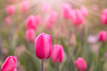 Różowe tulipany. Kwiaty wiosenne, polana tulipanów - obrazy, fototapety, plakaty
