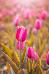 Różowe tulipany. Kwiaty wiosenne, polana tulipanów © anettastar