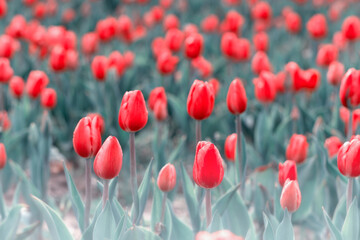 Naklejka premium Czerwone tulipany. Kwiaty wiosenne, polana tulipanów