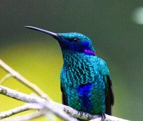 Colibri Coruscans © Santiago