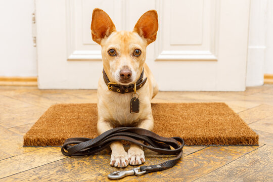 podenco dog waiting for owner to play  and go for a walk on door mat ,behind home door entrance with leash on ground
