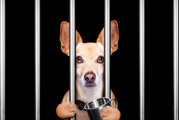 criminal dog behind bars in police station, jail prison, or shelter  for bad behavior