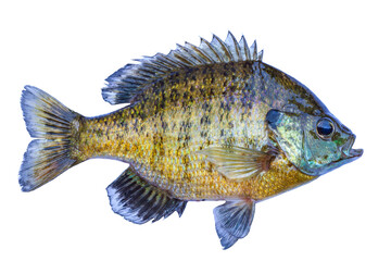 Fresh caught bluegill sunfish from a northern Minnesota lake isolated on white - obrazy, fototapety, plakaty