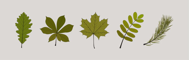 Set of realistic green tree leaves