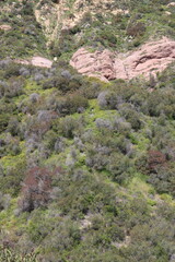 The incredibly biodiverse native plant community known as Chaparral is extremely threatened and needs our help in The Santa Monica Mountains.