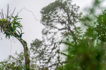 Fototapeta premium Morning in the cloud forest