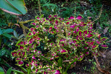 Coleus Wedding Train plant, Sydney, Australia