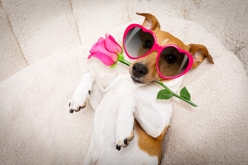 jack russel dog in love for happy valentines day with petals and rose flower in mouth  , looking up in wide angle