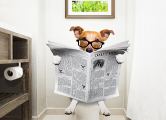 jack russell terrier, sitting on a toilet seat with digestion problems or constipation reading the...