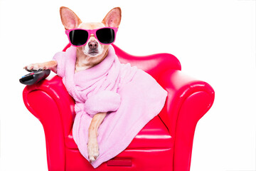 chihuahua dog watching tv or a movie sitting on a red sofa or couch  with remote control changing...