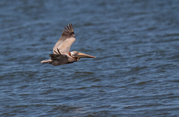 Brown Pelican in full breeding colors, in flight low over water