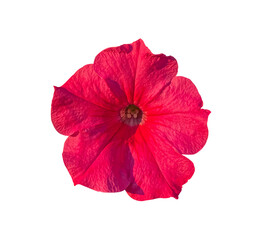 Bright Magenta Petunia flower closeup isolated on transparent background. Object with clipping mask. Design element.