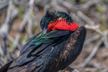 The colorful Galapagos frigatebird