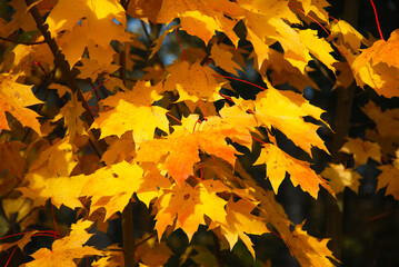 Bunch of beautiful fall season colored maple tree leaves
