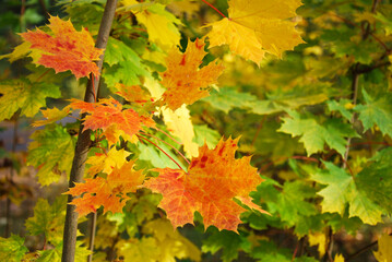 Beautiful colored maple leaves in green, yellow and reddish colors