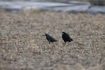 Daurian jackdaw (Coloeus dauuricus) in Japan