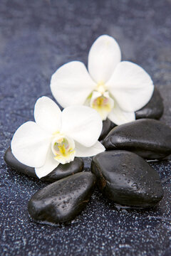 Two white orchid flowers and stone with water drops isolated on black background.