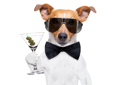 drunk jack russell dog toasting  and drinking a cocktail  martini drink with olives, isolated on white background