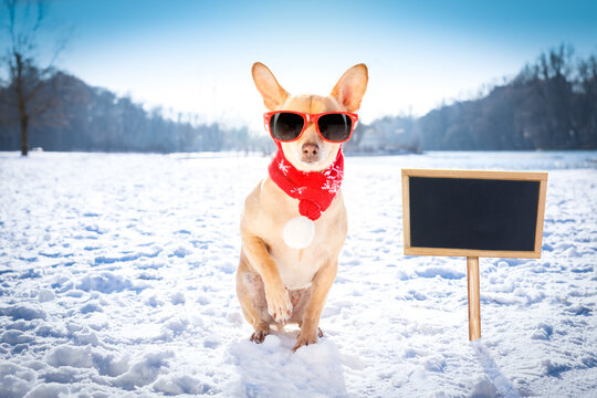 cool funny freezing icy dog in snow with sunglasses and scarf, sitting and waiting to go for a walk with owner, blackboard to the side