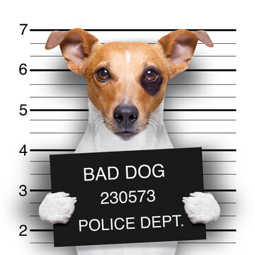 criminal mugshot  of jack russell  dog at police station holding placard , isolated on background