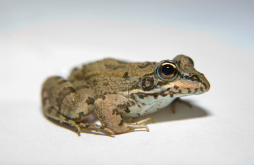 Perez Frog or Pelophylax perezi isoltated over white background