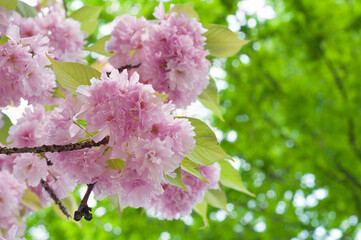 Beautiful japanese sakura blossom in spring time. Pink cherry flowers on a green leaves background