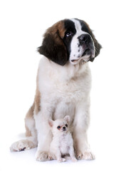 puppies chihuahua and saint bernard in front of white background