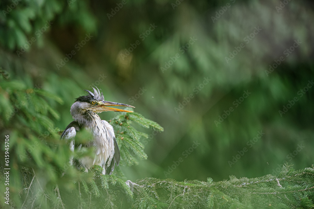 Poster Heron sitting on a branch of a coniferous tree with forest in the background